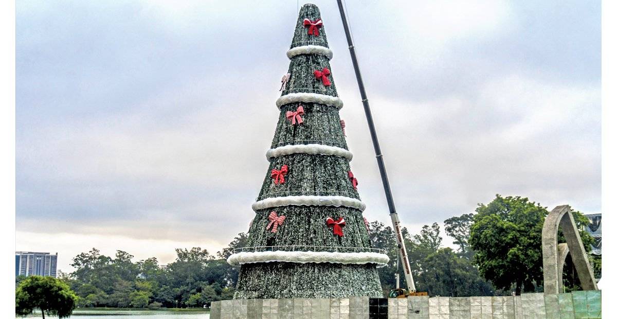 Árvore do Ibirapuera