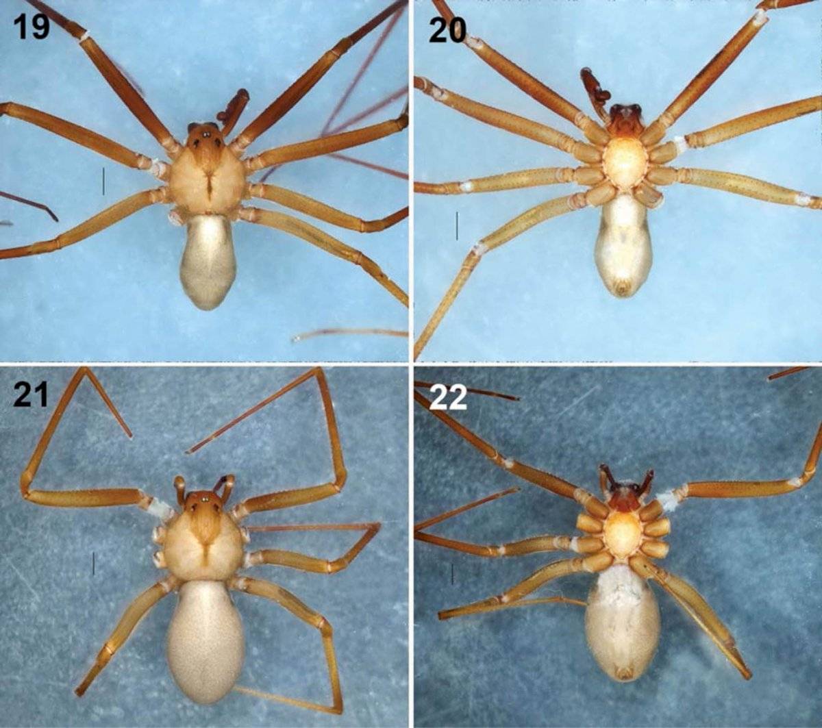 Araña violinista