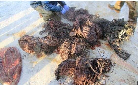 Cachalote murió varado en una playa de Escocia
