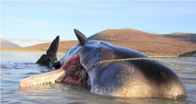 Cachalote murió varado en una playa de Escocia
