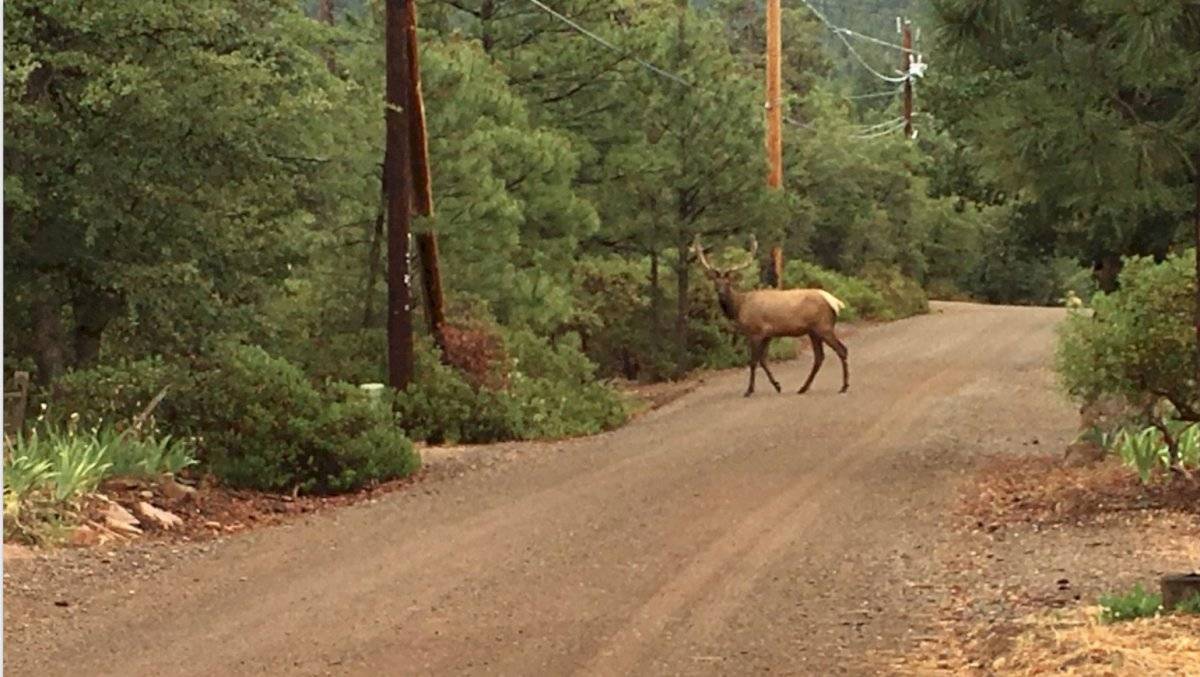 elk-195286 alce