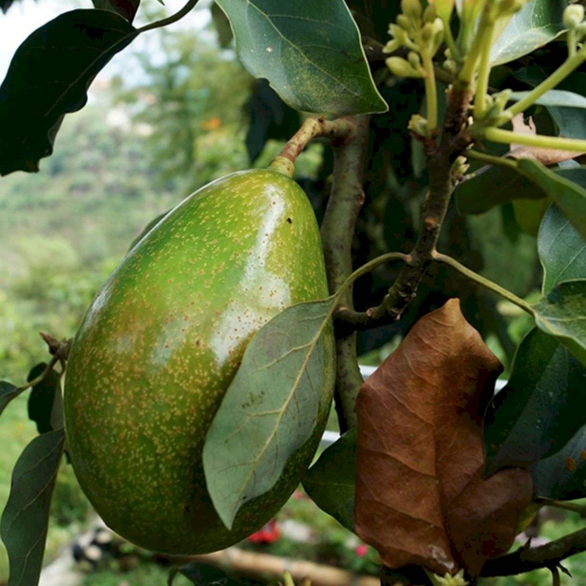 aguacate