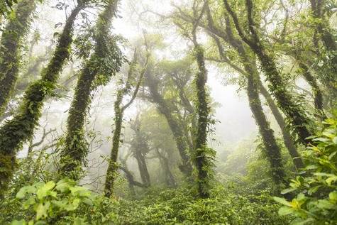 bosques