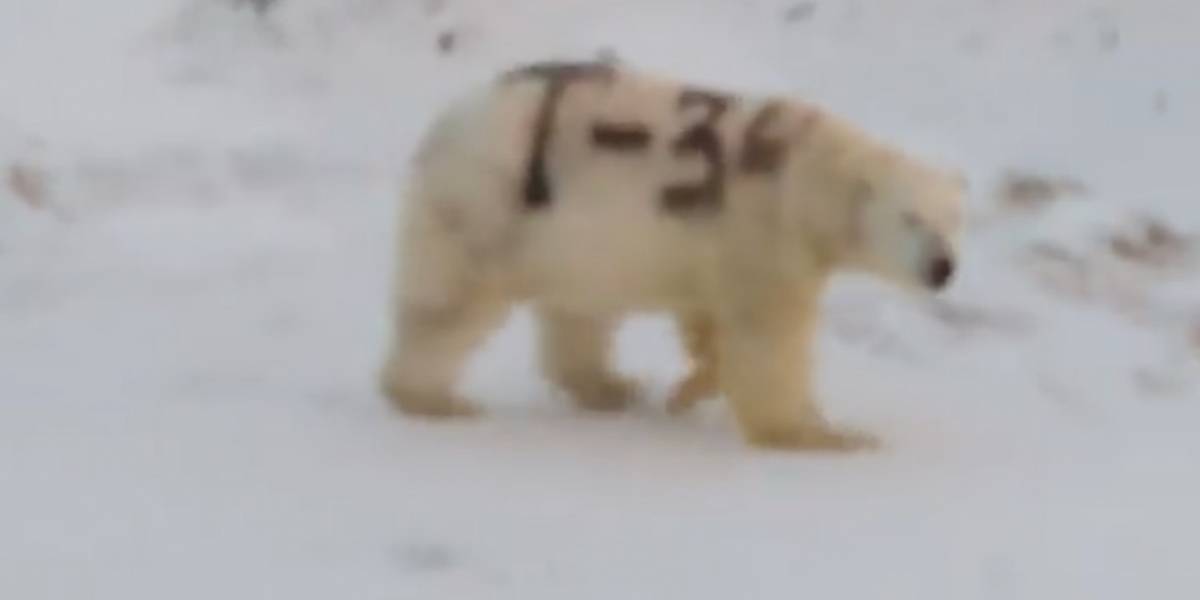 ¿Qué significa el misterioso mensaje pintado en un oso polar ruso? ¿Qué significa el misterioso mensaje pintado en un oso polar ruso?