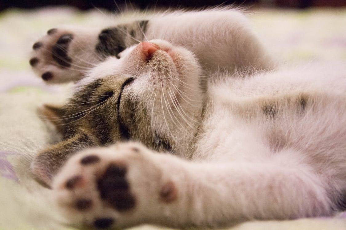 dormir dormir