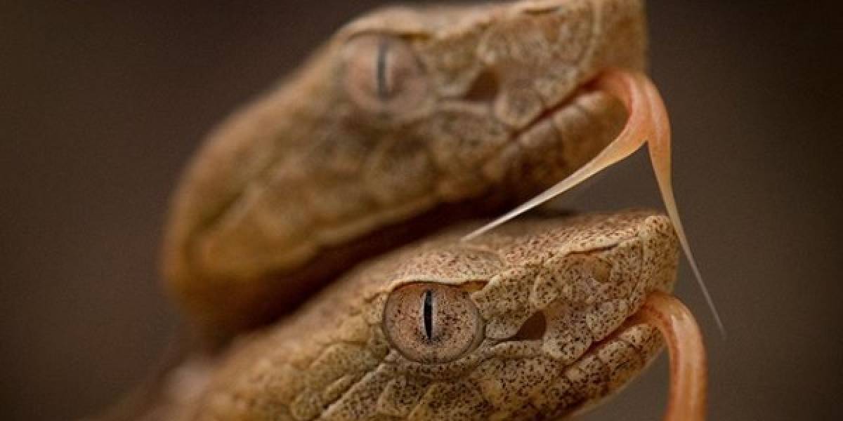 Cuanto Cobra Un Fotografo De National Geographic
