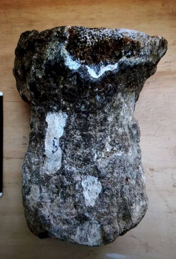 Primer fósil de dinosaurio enano en el sur de Ecuador