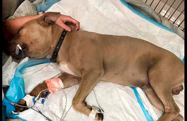 serpiente muerde a perro
