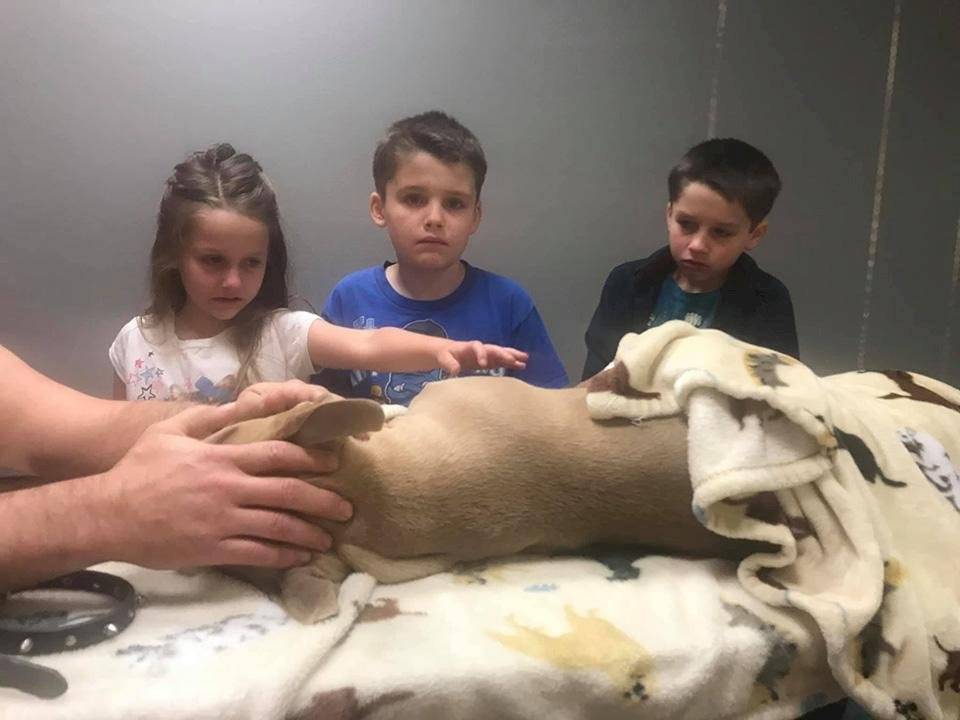 serpiente muerde a perro