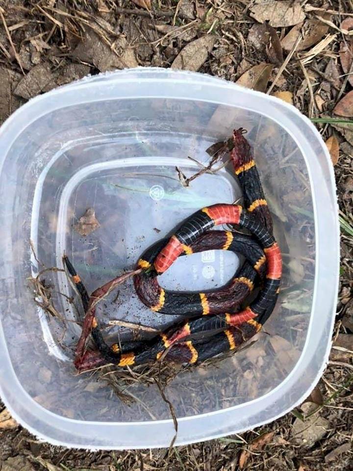 serpiente muerde a perro