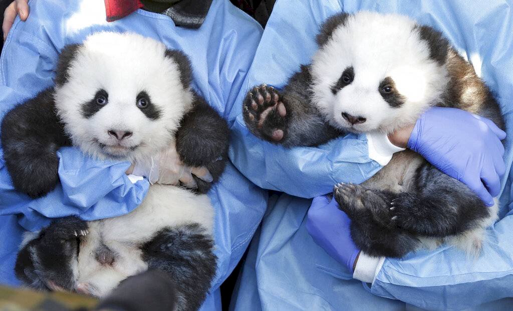Pandas zoológico de Berlín
