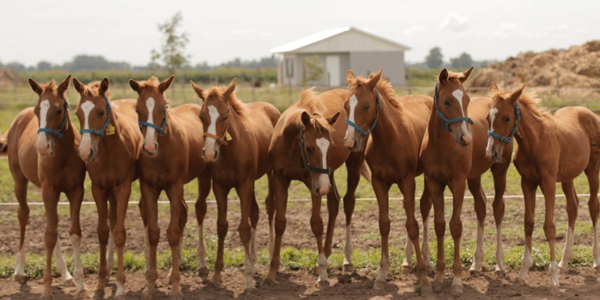 Ciencia: Cada vez son más los caballos clonados en eventos deportivos