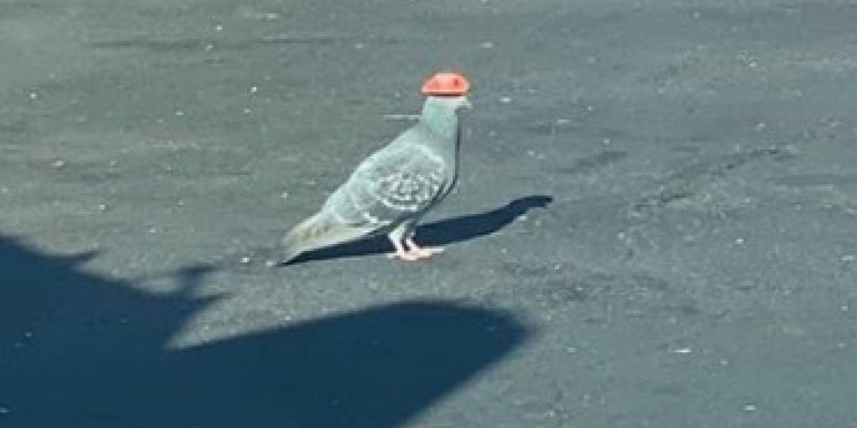 Ciudad de Estados Unidos en alerta por plaga de palomas "vaqueras": preocupación por desconocido que pega sombreritos en las aves