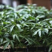 Cámara federal aprueba proyecto para despenalizar la marihuana a nivel federal