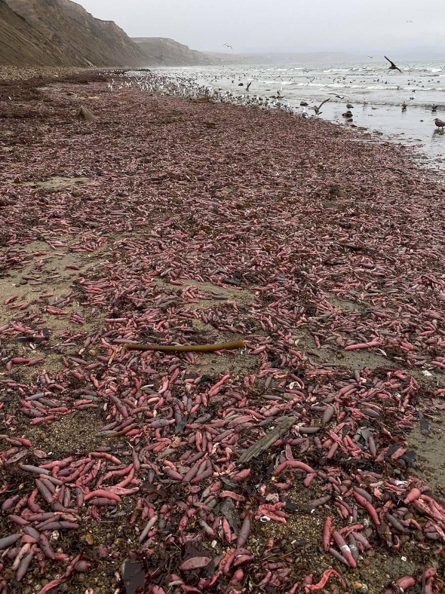 Vermes em praia da Califórnia