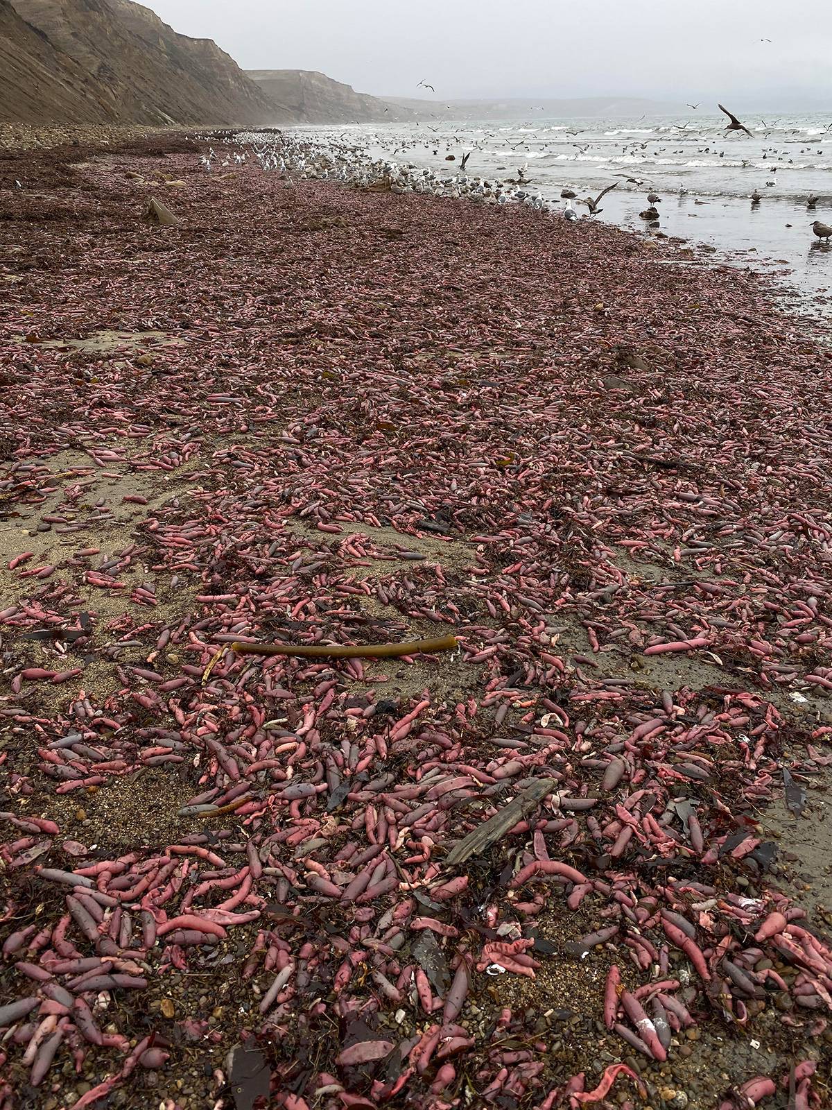 Vermes em praia da Califórnia Vermes em praia da Califórnia