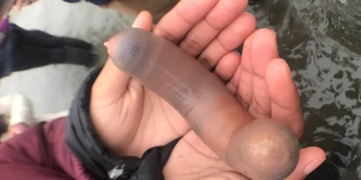 El 2019 no podía acabar mejor: masiva varazón en playa de EEUU de una peculiar especie de peces sorprende a científicos