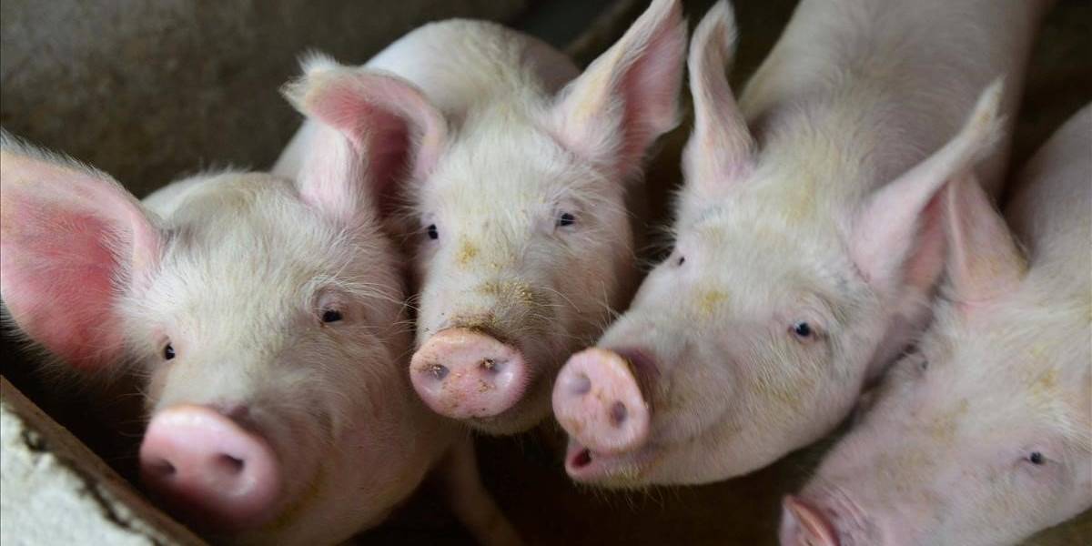 Lo que faltaba: Una cepa del coronavirus puede transmitirse de los cerdos a los humanos