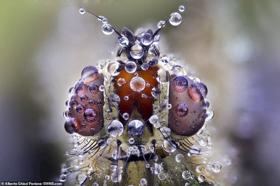 Alberto Ghizzi Panizza/SWNS.com