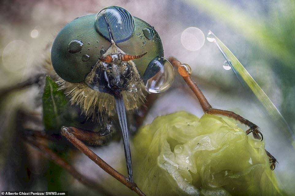 Alberto Ghizzi Panizza/SWNS.com