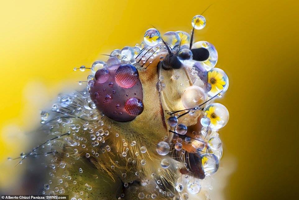 Alberto Ghizzi Panizza/SWNS.com