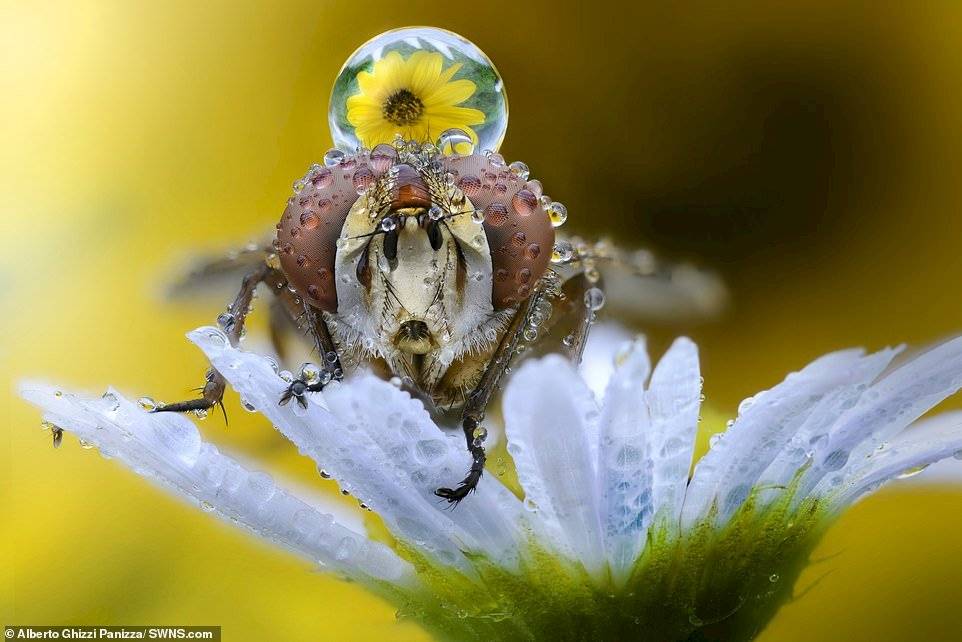 Alberto Ghizzi Panizza/SWNS.com
