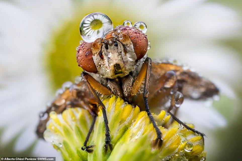 Alberto Ghizzi Panizza/SWNS.com