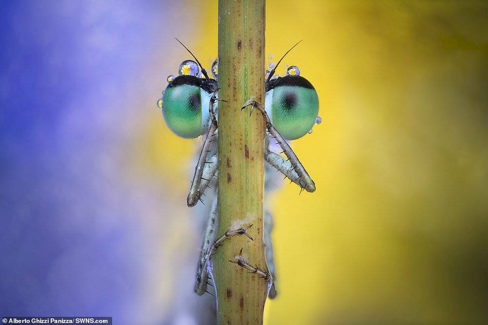Alberto Ghizzi Panizza/SWNS.com