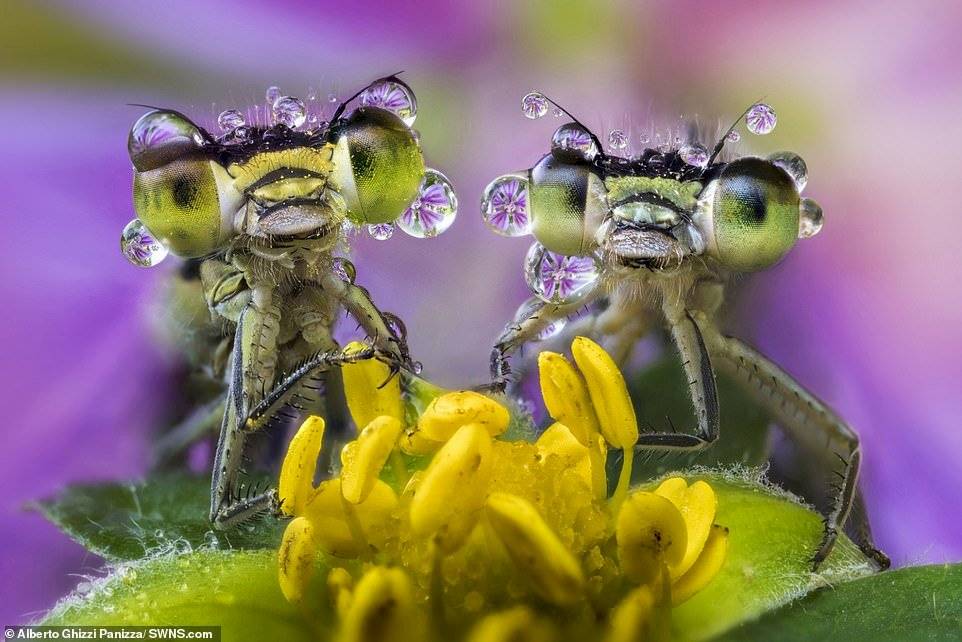 Alberto Ghizzi Panizza/SWNS.com