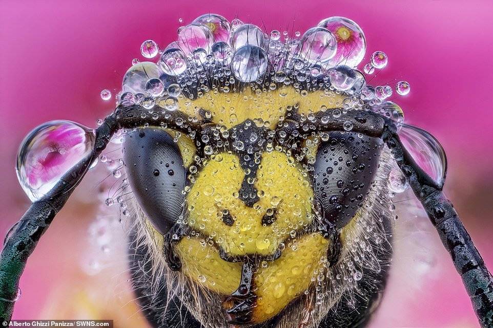 Alberto Ghizzi Panizza/SWNS.com