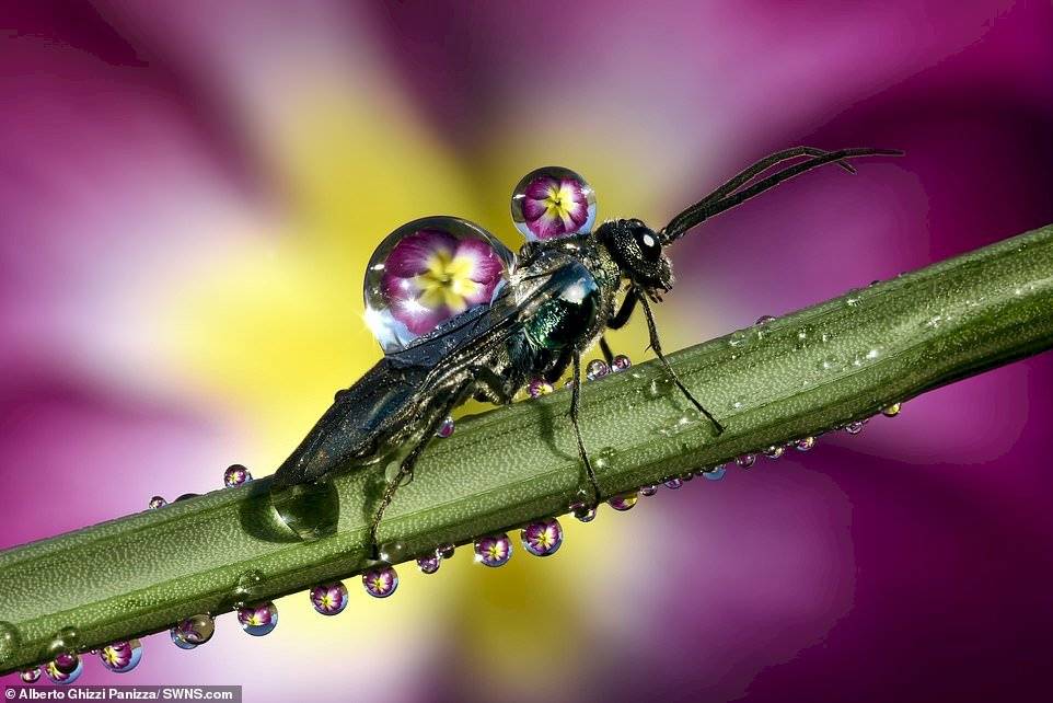 Alberto Ghizzi Panizza/SWNS.com