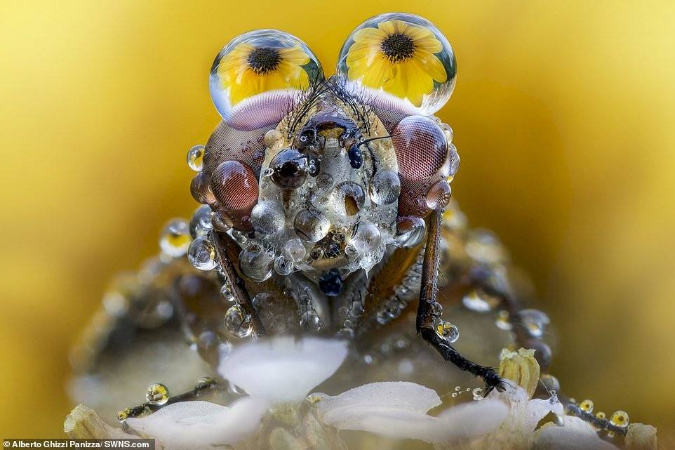 Alberto Ghizzi Panizza/SWNS.com