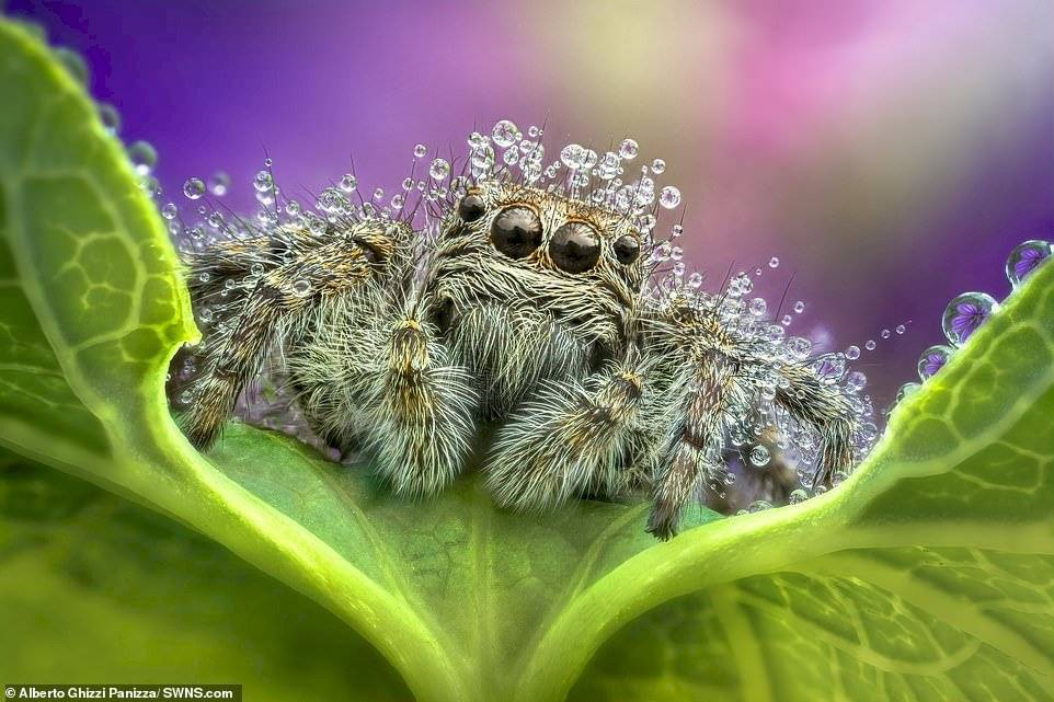 Alberto Ghizzi Panizza/SWNS.com