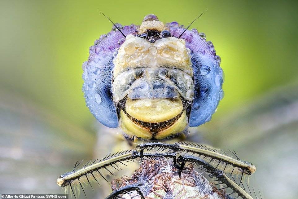 Alberto Ghizzi Panizza/SWNS.com