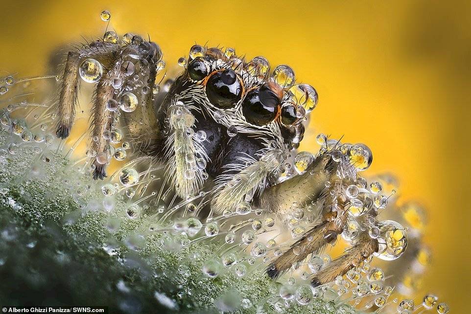 Alberto Ghizzi Panizza/SWNS.com