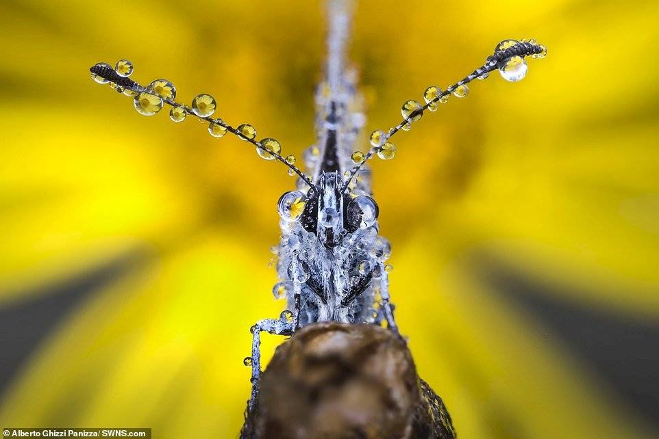 Alberto Ghizzi Panizza/SWNS.com