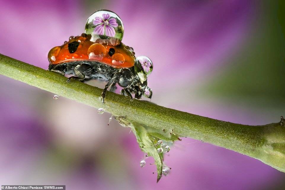Alberto Ghizzi Panizza/SWNS.com