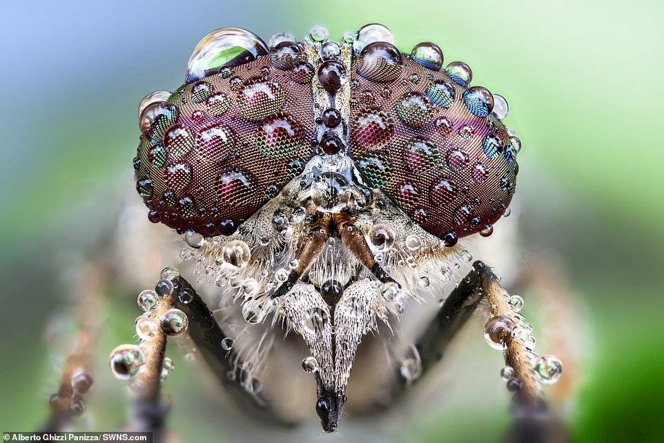 Alberto Ghizzi Panizza/SWNS.com