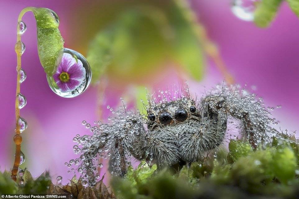 Alberto Ghizzi Panizza/SWNS.com