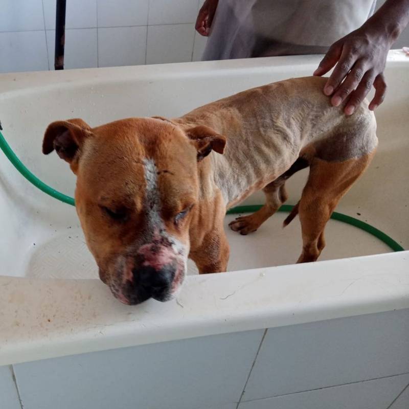 Boston pit bull resgatado em Mairiporã