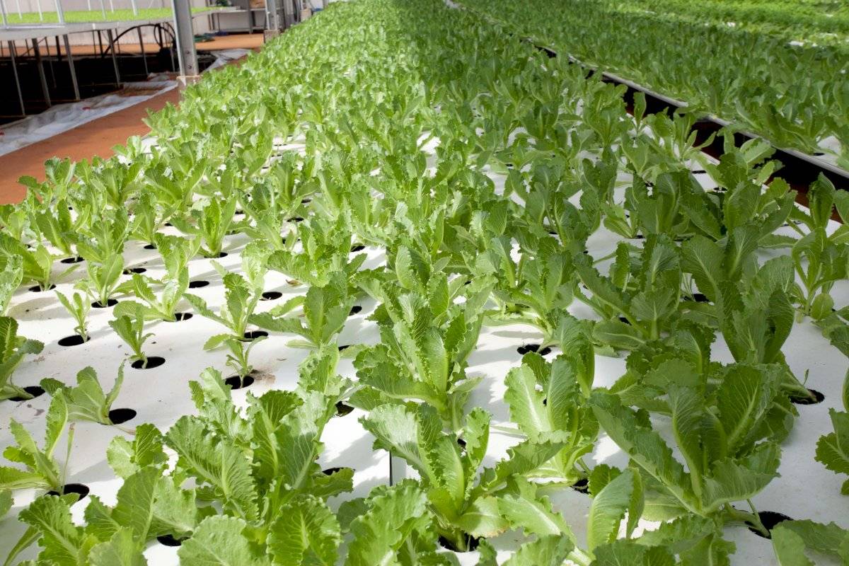 Growponics