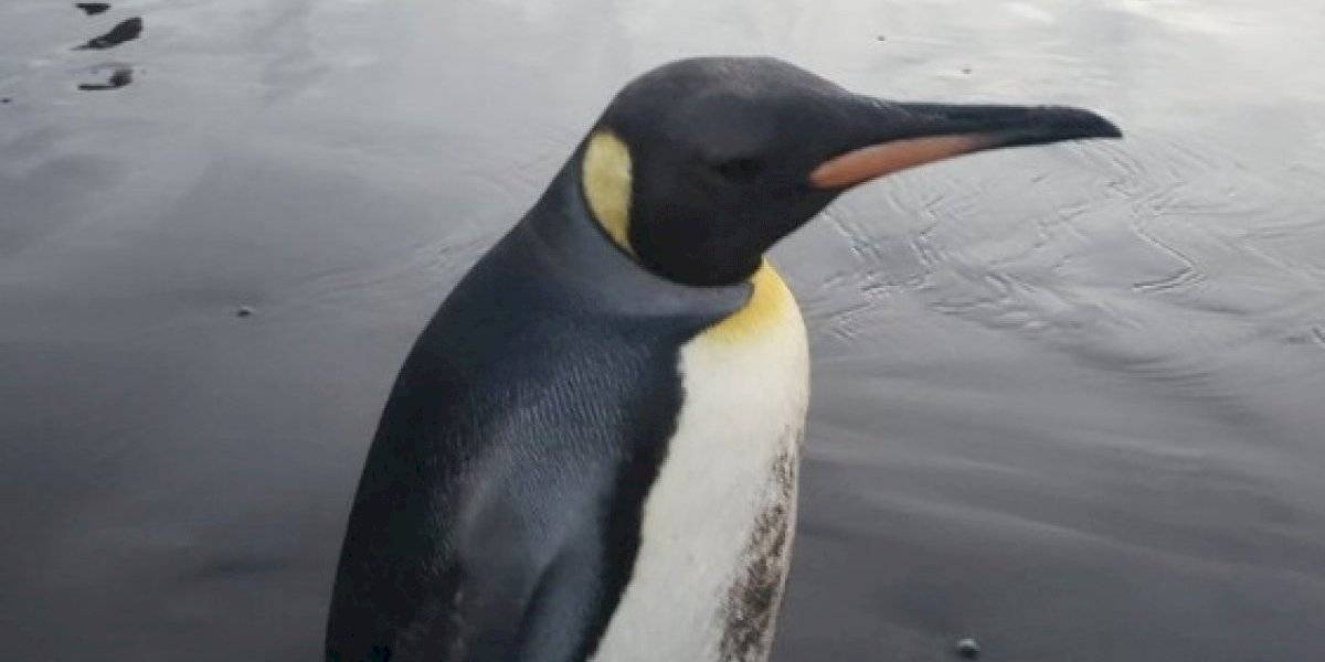 Apareció a más de 3 mil kilómetros de su hábitat: encuentran a pingüino rey en playa de Concón