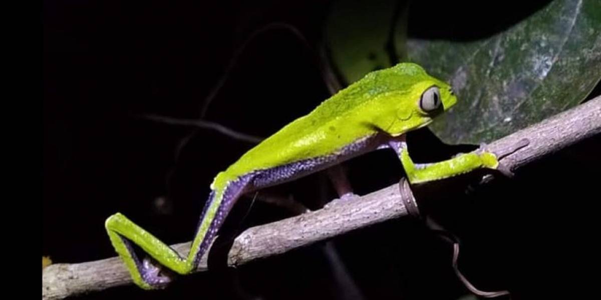 Una extraña rana que se creía extinta se encontró en Brasil