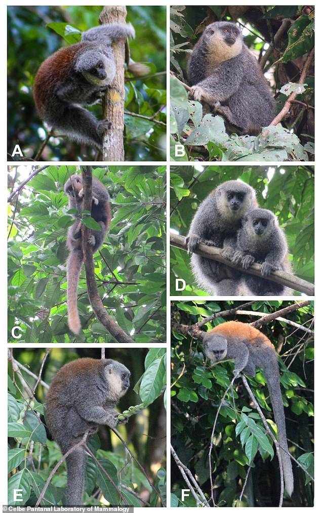 Científicos descubren nueva especie de "mono titi" en Brasil Científicos descubren nueva especie de "mono titi" en Brasil