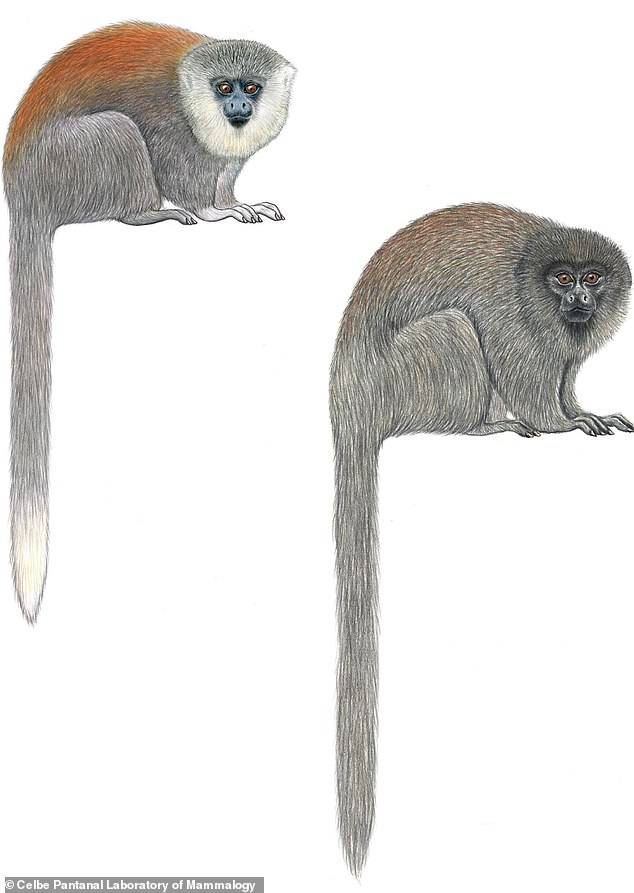 Científicos descubren nueva especie de "mono titi" en Brasil Científicos descubren nueva especie de "mono titi" en Brasil