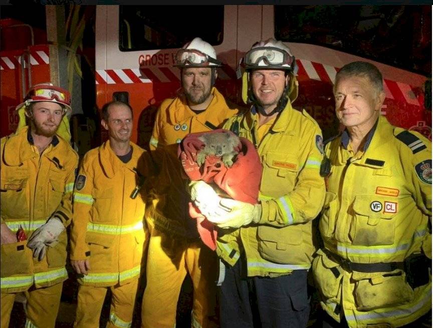 Koalas rescatados en Australia