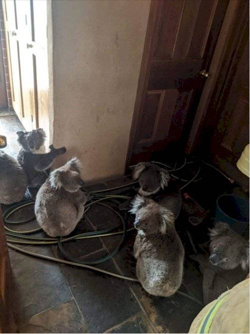 Koalas rescatados en Australia