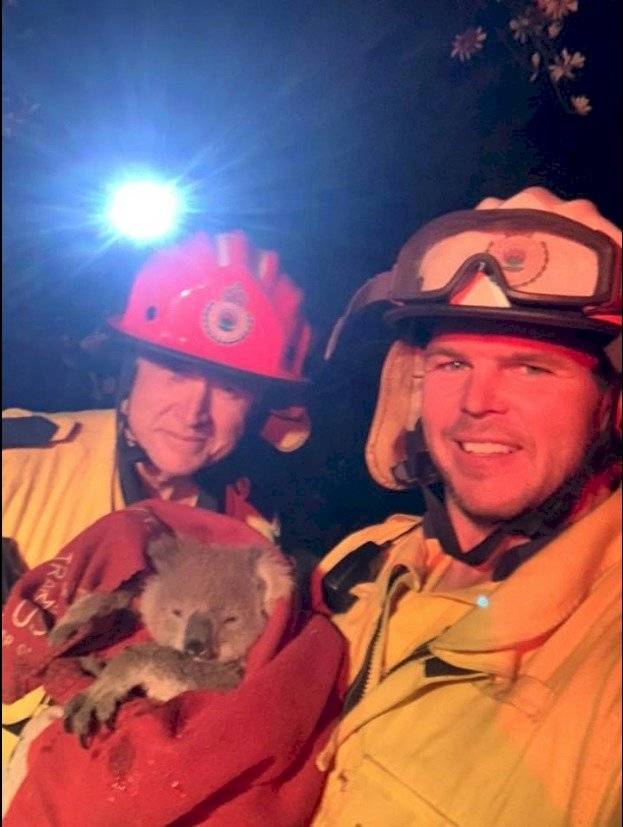 Koalas rescatados en Australia