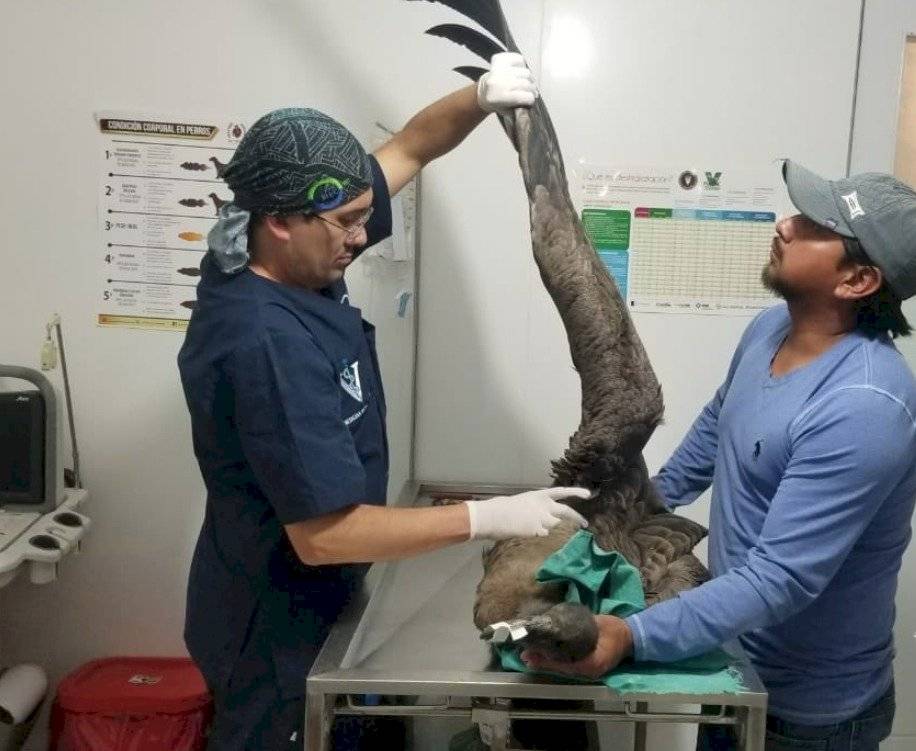 Arca ingresó al hospital