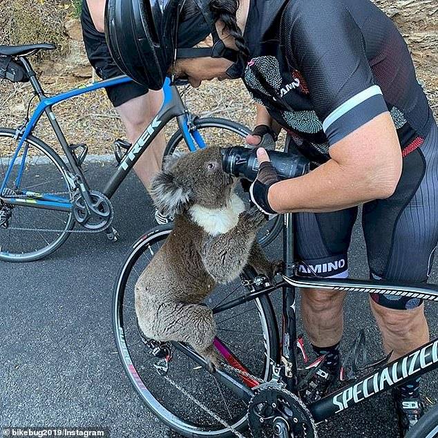 Koala detiene a ciclista para pedirle agua debido a las altas temperaturas